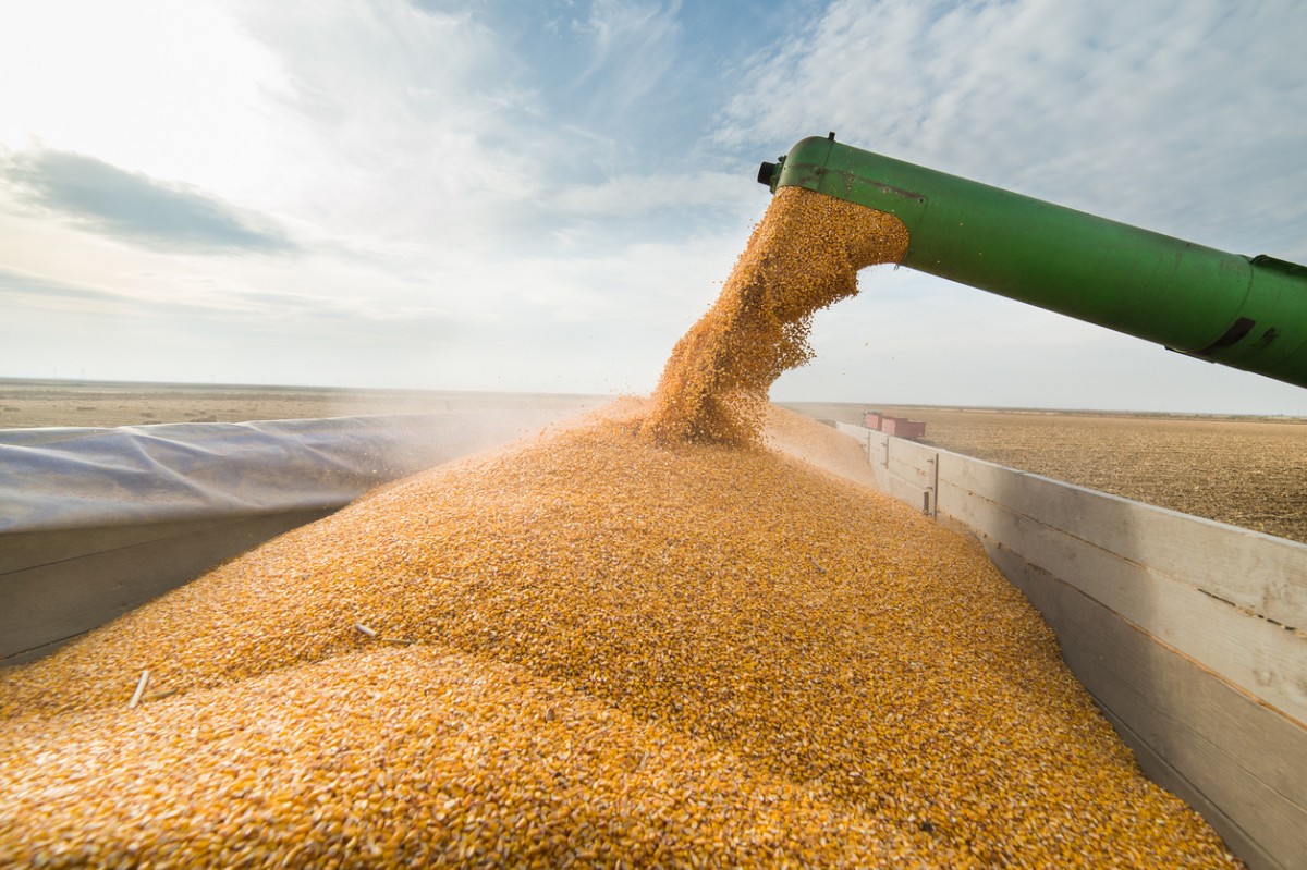 Кто в Казахстане крышует черный импорт зерна из России?