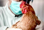 Птичий грипп: а почему?