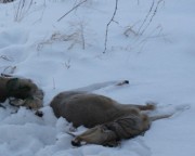 За незаконный отстрел 9 косуль задержаны браконьеры в СКО